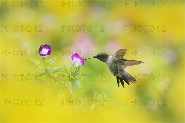 Ruby-throated Hummingbird