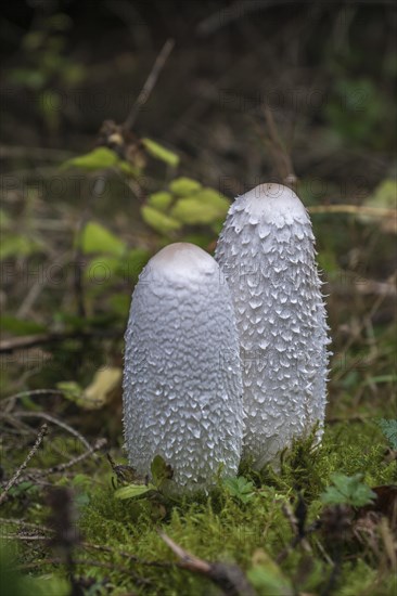 Shaggy ink cap