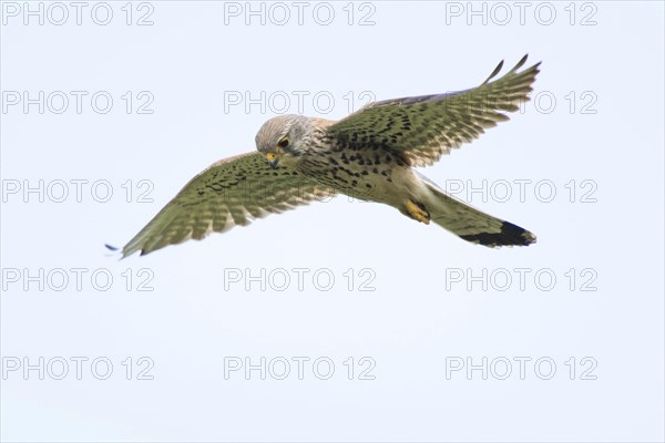 Common Kestrel