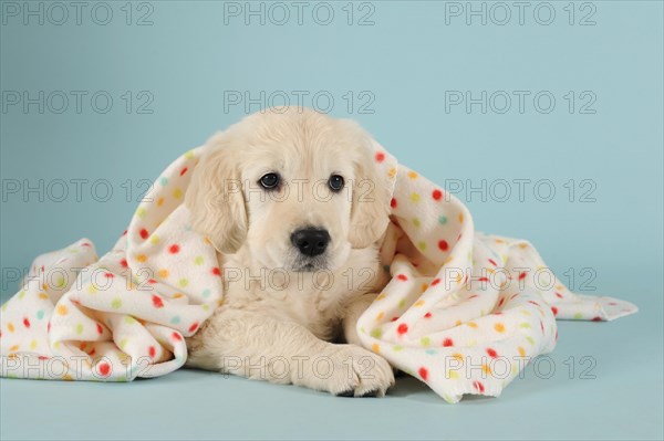 Golden Retriever Puppy lying with polka-dotted blanket