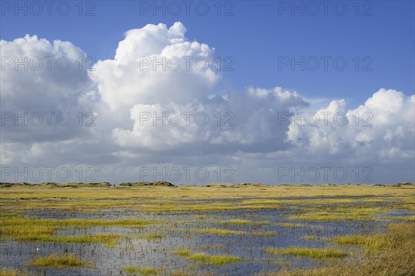 Salt marshes with flooding tide and withdrawing cumulus clouds