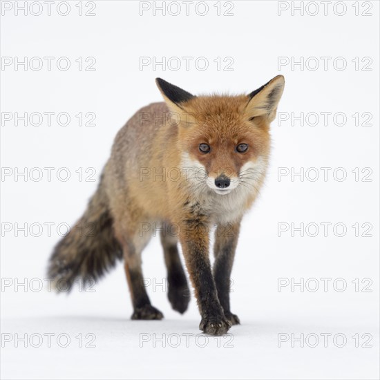 Red Fox