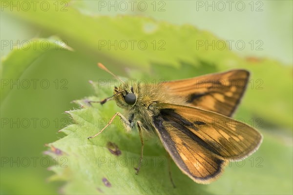 Large skipper