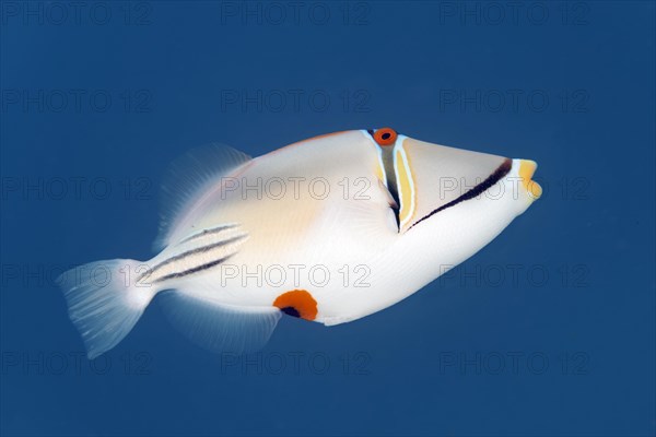 Arabian Picasso triggerfish