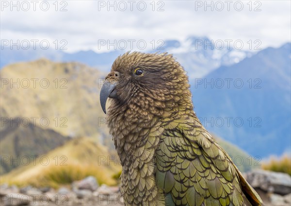 Mountain parrot