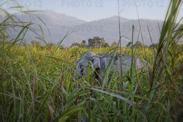 Indian elephant