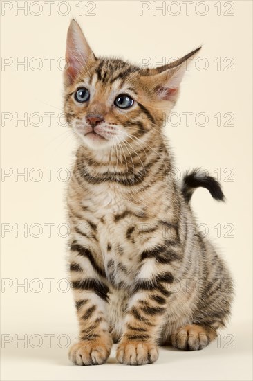 Pedigree cat Toyger