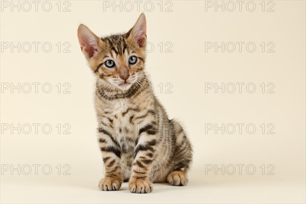 Pedigree cat Toyger