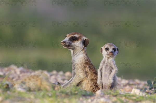 Suricate