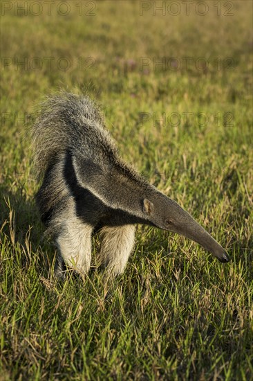 Giant anteater