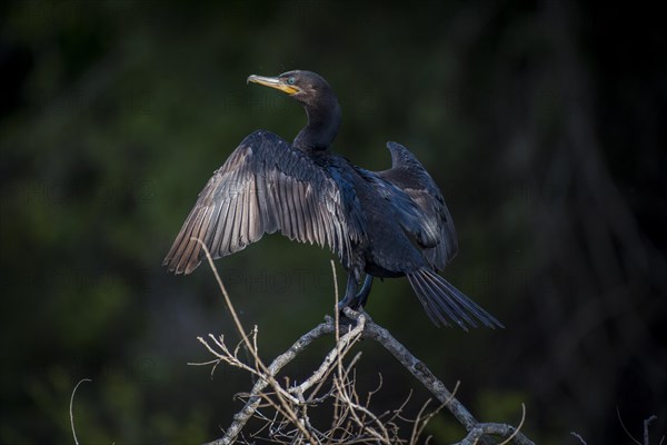 Olivaceous cormorant