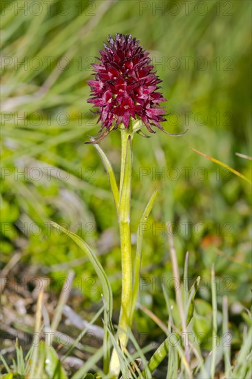 Black vanilla orchid