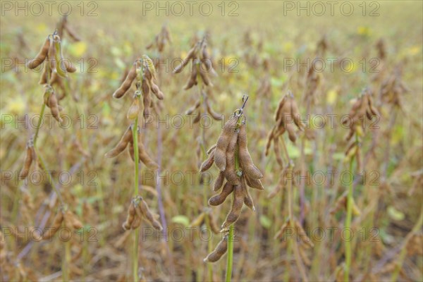 Cultivation of Soya bean