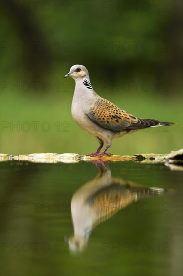 Turtle dove