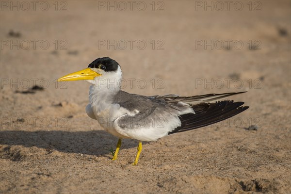 Large-billed tern