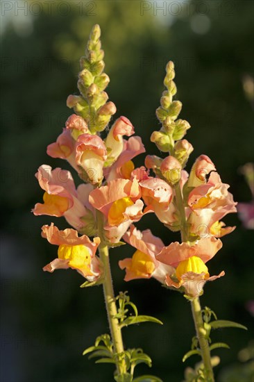 Snapdragons