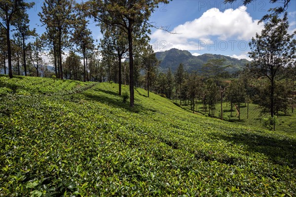 Tea plants