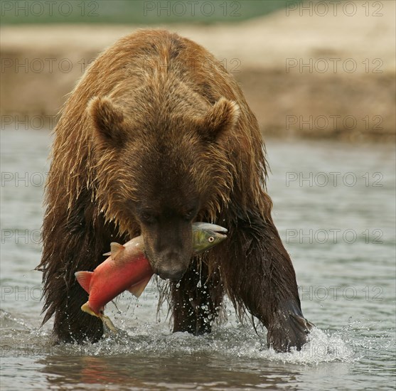 Brown bear