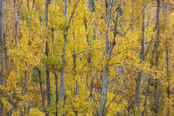 Yellow aspens