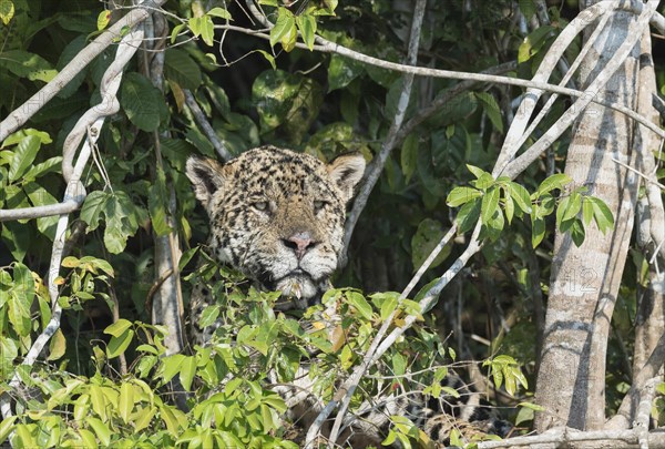 Male Jaguar