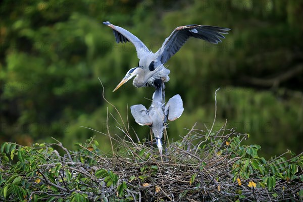 Adult couple at nest, mating, Wakodahatchee Wetlands