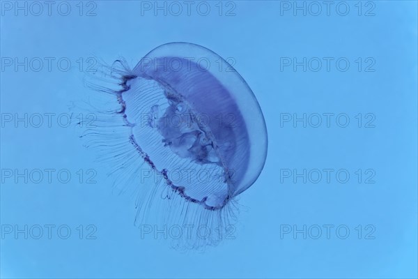 Common jellyfish