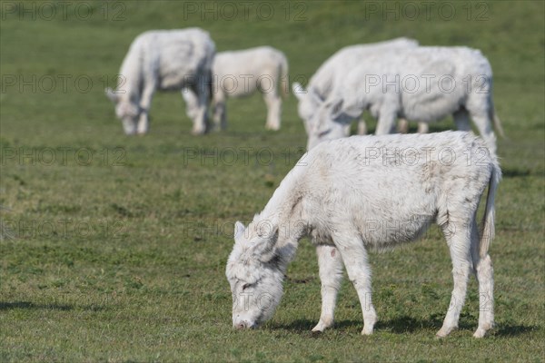 Austria-Hungarian white donkey