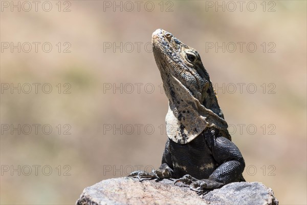 Close-up of black spiny-tailed iguana