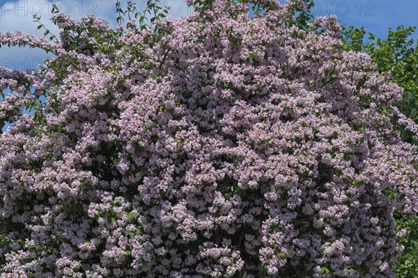 Flowering rose weigela