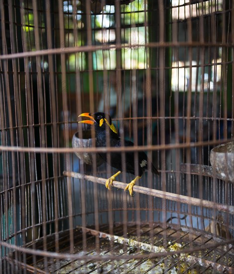 Bird in cage