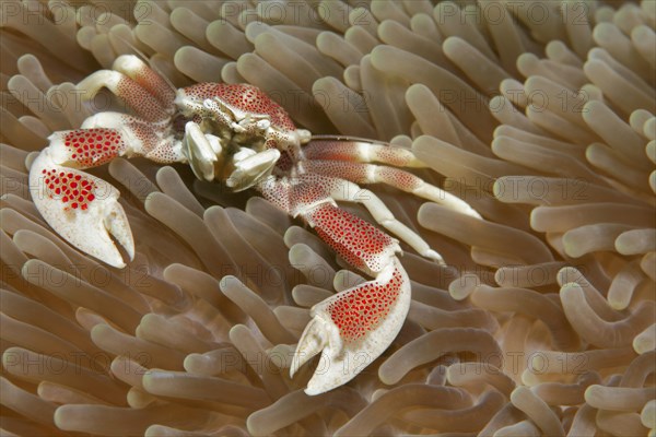 Porcelain crab