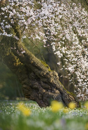 Japanese Cherry