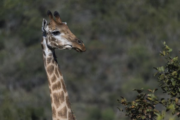 Giraffe