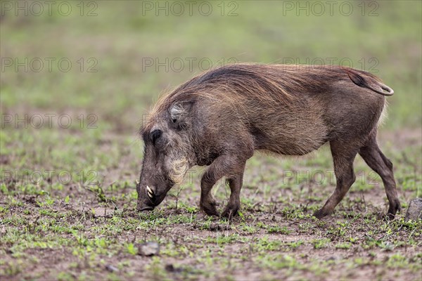 Warthog