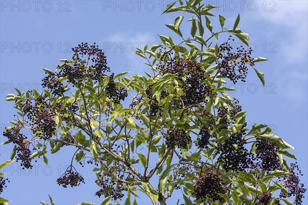 Mature elder berries