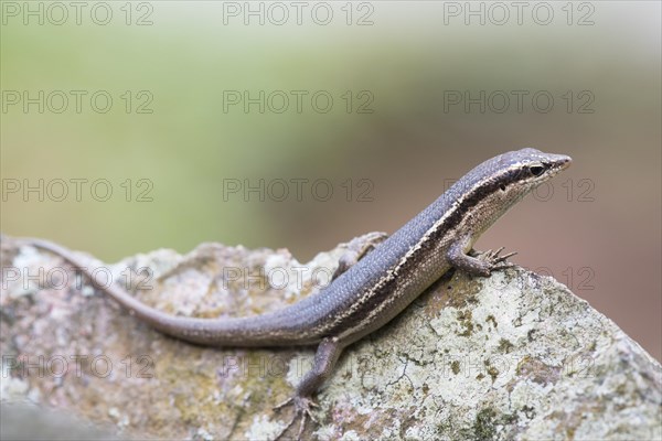 Wright's Skink