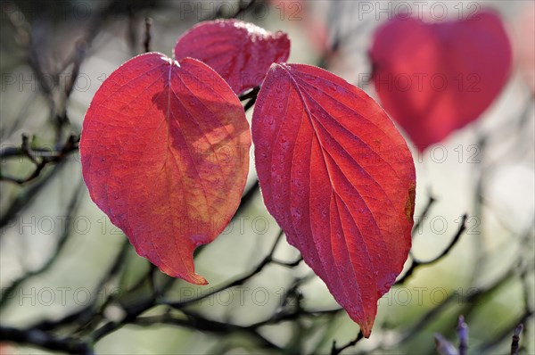 Common Dogwood