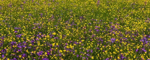 Sea of blossoms