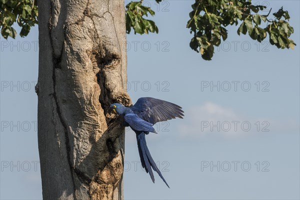 Hyacinth macaw