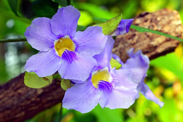 Bush Clockvine