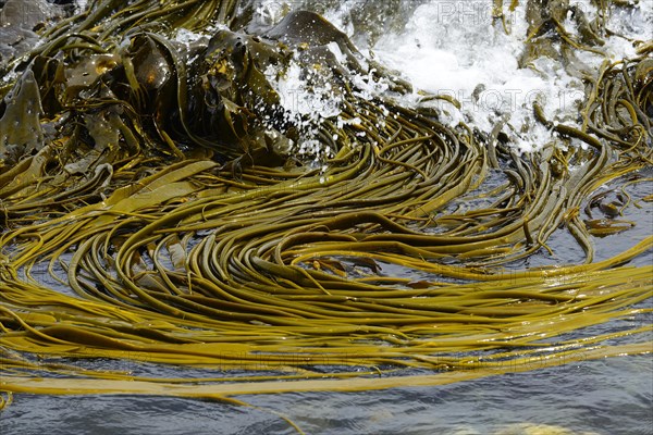 Alluvial Giant Kelp