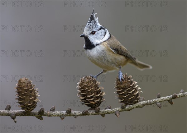 Crested tit