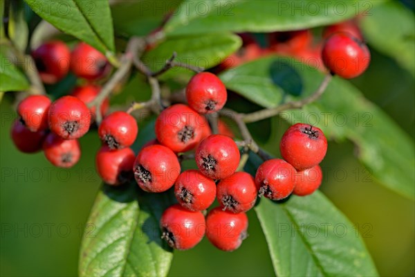 Willow-leaved cotoneaster