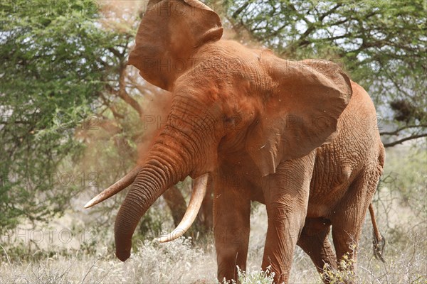 African bush elephant