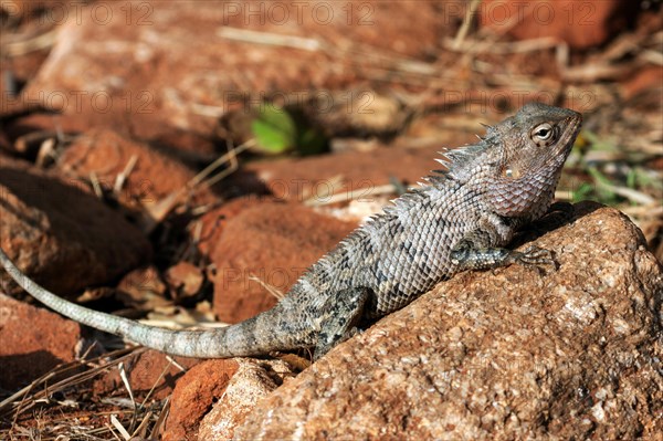 Oriental garden lizard