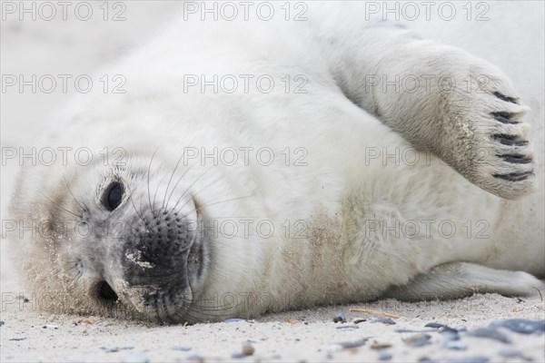 Grey seal