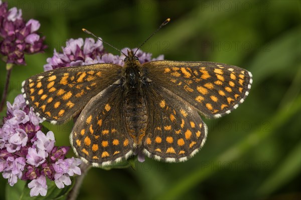 Heath fritillary