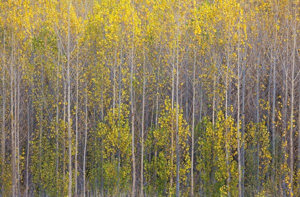 Yellow aspens