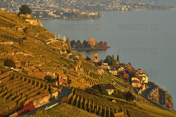 Vineyards in autumn