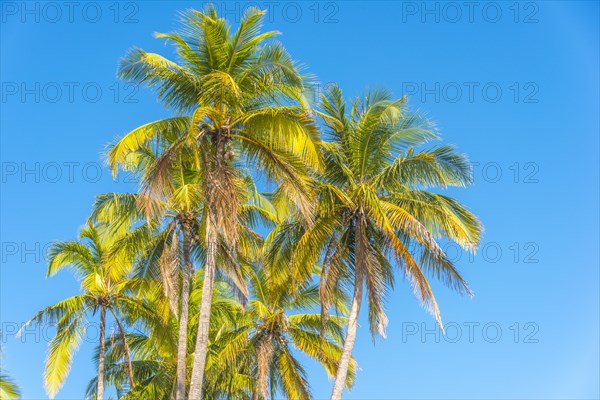 Palm trees